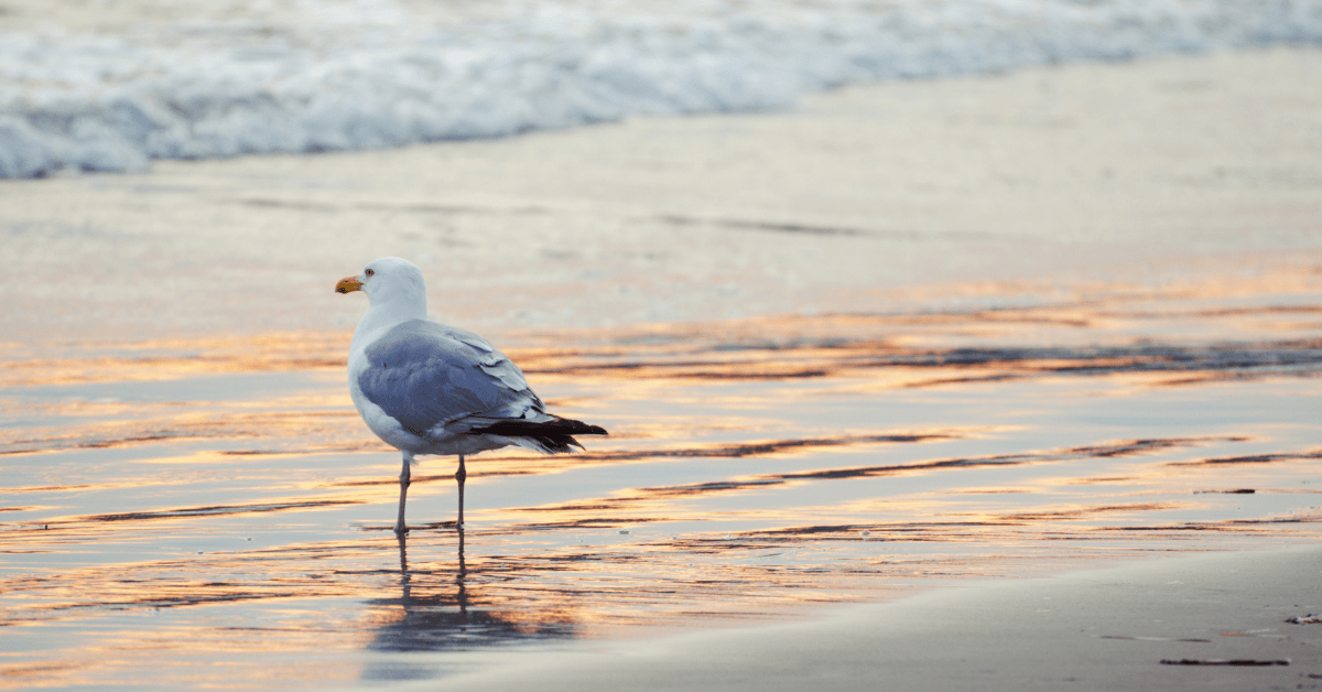 A lonely seagull on the beach